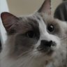 Sergëi's profile picture