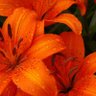 Фото профиля PollyAnna