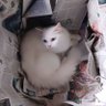 Profilbild von Miki d'Kucing