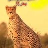 @sayedahmad67 profil fotoğrafı