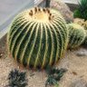 Фото профиля サボテン