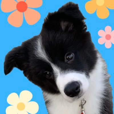 ボーダーコリーしずく's profile picture