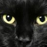 mi gata negra 的头像