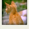 飛舞薔薇雨 profil fotoğrafı