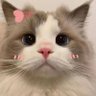 Profilbild von 可爱喵