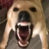 Profilbild von 大的要来了