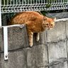 かぼぢゃり's profile picture