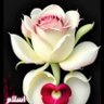Ali Hamza's profile picture