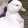 Profilbild von daxuan