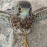 the Bird 🐦's profile picture