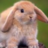 Profilbild von Hangman Steve