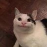 Mazhar's profile picture