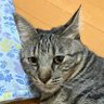 Profilbild von ほっぴー