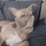 Carlos profil fotoğrafı