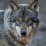 Profilbild von Wolf