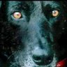 Profilbild von Cearpa