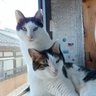 Фото профиля わしらはプリンプリン兄弟猫