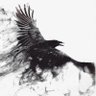 Фото профиля Blackcrow