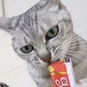 猫's profile picture