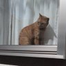 Profilbild von living ねこ