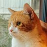 Profilbild von ねこマヨ