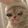 SOMPUNG IP's profile picture