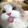 Profilbild von CC