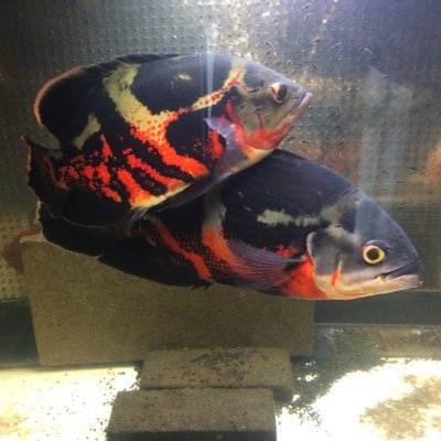 ケンシロウ@オスカー's profile picture