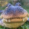 This Is Here's profile picture