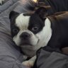 Bruce | Part 2 - Diabetes Boogaloo's profile picture