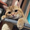 ネコ好き profil fotoğrafı