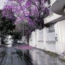 ✿Munira Al-Otaibi✿ profil fotoğrafı