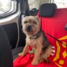 Victoria Mitchell 🏴🏴's profile picture
