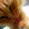 Niconico 的头像