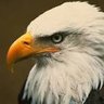eagle1's profile picture