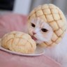 Фото профиля 🐈
