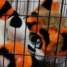 Kodi Adoshi (AD) 18+ 🔜 FD, FurPoc's profile picture