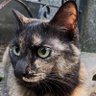 Profilbild von Tazzie1.1
