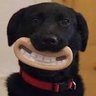 Dog With Aardman Teeth profil fotoğrafı
