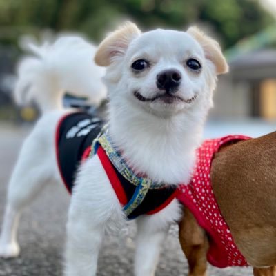kurochamochi's profile picture