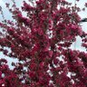 Фото профиля Serap
