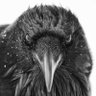 cr0wskulls profil fotoğrafı