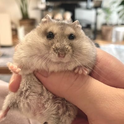 もちみマッマ's profile picture