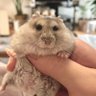 もちみマッマ profil fotoğrafı