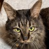 Profilbild von 🐱でん坊/どでだで🐱
