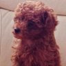カオピ's profile picture