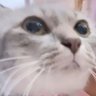 Profilbild von Go meow