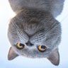 Anh Le profil fotoğrafı