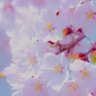 かの🎼🌸📢(花音のサブ垢) profil fotoğrafı