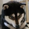 ちひろ (ご飯はいつも大盛り)'s profile picture